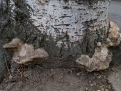 Populus alba gyökérnyakán