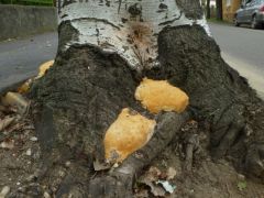 Populus alba gyökérnyakán