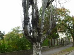 Populus alba gyökérnyakán