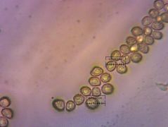 Spóraméret: 5-6 mikron