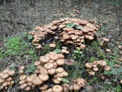 Ameddig a szem ellát...