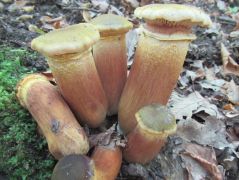 A fajhatározást Albert László erősítette meg