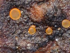 Orbilia coccinella (Piros koronggombácska*)