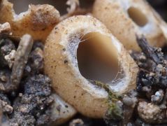 Tarzetta cupularis (Fogacskás kehelygomba)