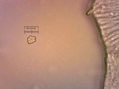 Orbilia delicatula spóra