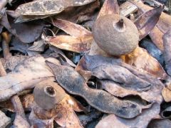 Gyűjtő: Zagyva Imre, P.-né Bartha Erzsébet