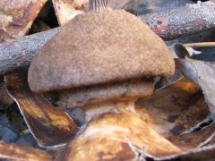 Geastrum berkeleyi nyaka