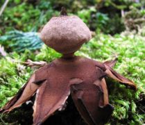 Gyűjtő: Bugyik Imre