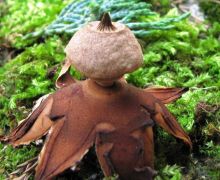 Gyűjtő: Bugyik Imre