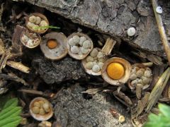 Csertölgy kitermelési hulladékon