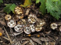 Csertölgy kitermelési hulladékon