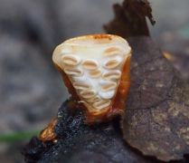 Crucibulum leave keresztmetszetben