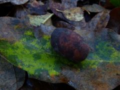 Gyűjtés, határozás: Puskás Zsolt