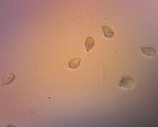 Trichocybe puberula spóra