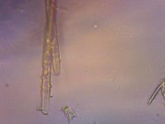 L. variegatum sörtéi szemölcsökkel