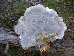Populus sp. elhalt törzsén