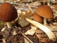 Bükkös korhadékon