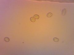 Pluteus phlebophorus spórák