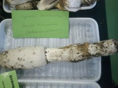 Gombavizsgálatra behozott példány