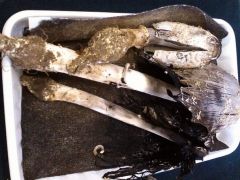 A megtaláló mocsaras lelőhelyet jelzett