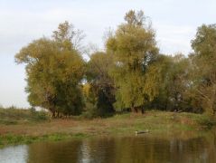 Hernád parti homokos talaj nyárfákkal