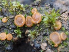 Octospora excipulata (Narancsszínű mohacsészegomba*)