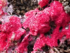 Hypomyces rosellus (Rózsás pókháló-penész*)
