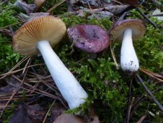 Erdei fenyves talaján