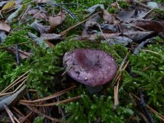 Erdei fenyves talaján