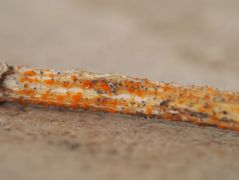 Calloria neglecta (Narancsszínű csalángöb*)