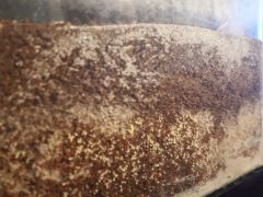 Kaméleon terráriumában. kókuszrost és föld szubsztráton