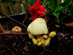 Kertészetből származó virág földjében