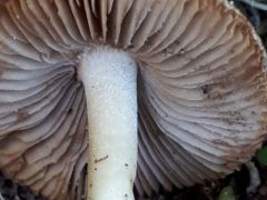 Nyír- nyárelegyes tölgyesben