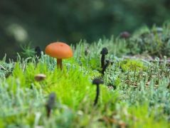 Mohával borított kivágott fenyőfarönkön