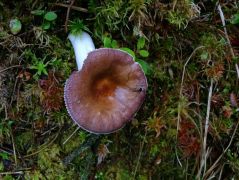 Partoldalon növő termőtest