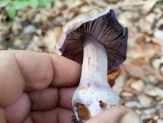 2025.10.03 Mátraalmás