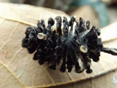 Ciboria viridifusca (Égertoboz-csészegomba*)