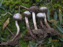 Ezek a példányok szerepelnek Jeppson eredeti fajleírásában is