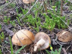 Düne jellegű homkon, fehérnyár erdei fenyő elegyes erdőben