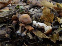 MMT tanfolyami találat