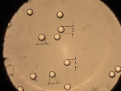 Smardaea planchonis KOH 100x