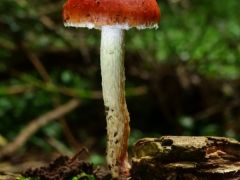 Téliesen hűvös időben