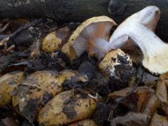 MMT tanfolyami találat, tölgy és gyertyán alatt