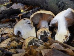 MMT tanfolyami találat, tölgy és gyertyán alatt