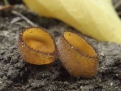 Homokos talajú akácosban