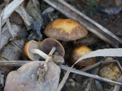 Leeresztett tó partján, nád tövében