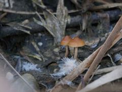 Leeresztett tó partján, nád tövében