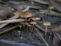 Leeresztett tó partján, nád tövében