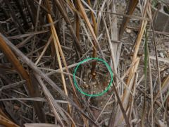 Leeresztett tó partján, nád tövében