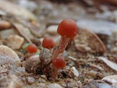 Leeresztett tó partján, nád tövében